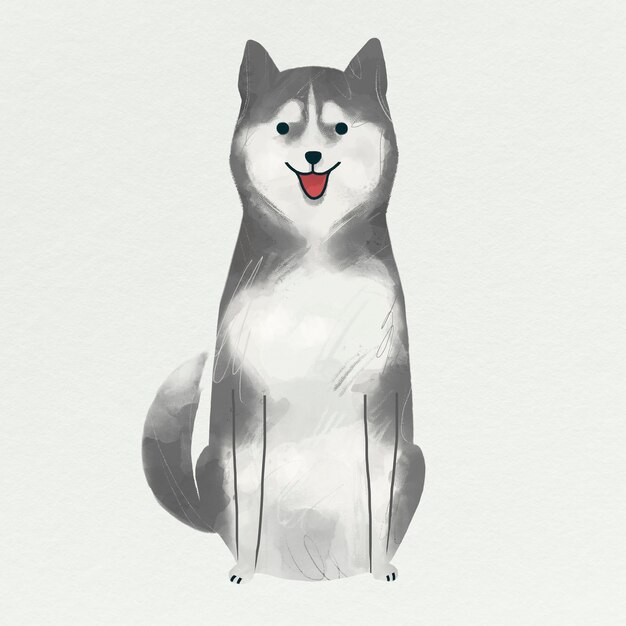 Siberian husky on a gray background