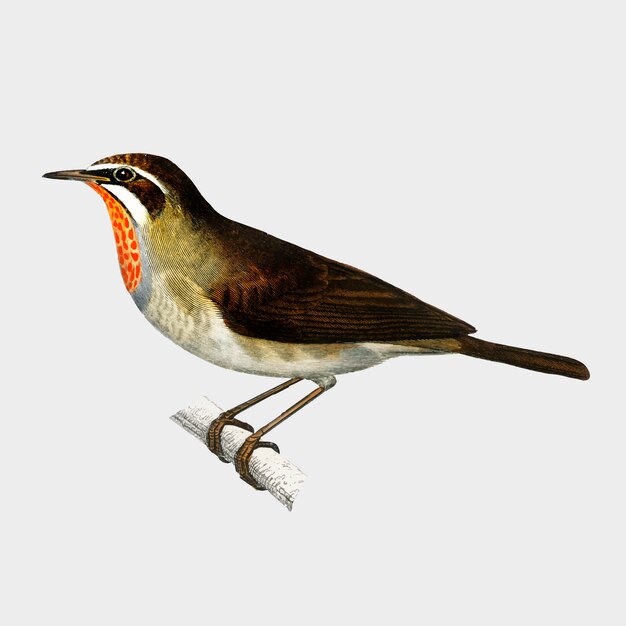 Siberian Rubythroat (Rubiette Calliope) illustrated by Charles Dessalines D'Orbigny (1806-1876). 