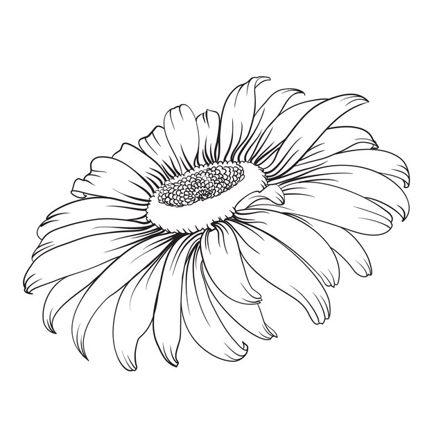 Silhouette of chamomile isolated over white.