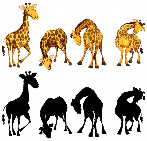 Vettore gratuito versione di silhouette, colore e contorno di quattro giraffe