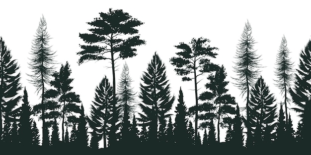 Silhouette of pine forest with small and tall evergreen trees on white
