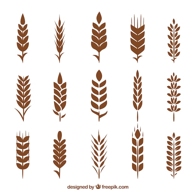 Коллекция пшеничной пшеницы