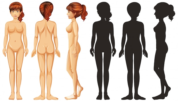 Women Body Type Images - Free Download on Freepik