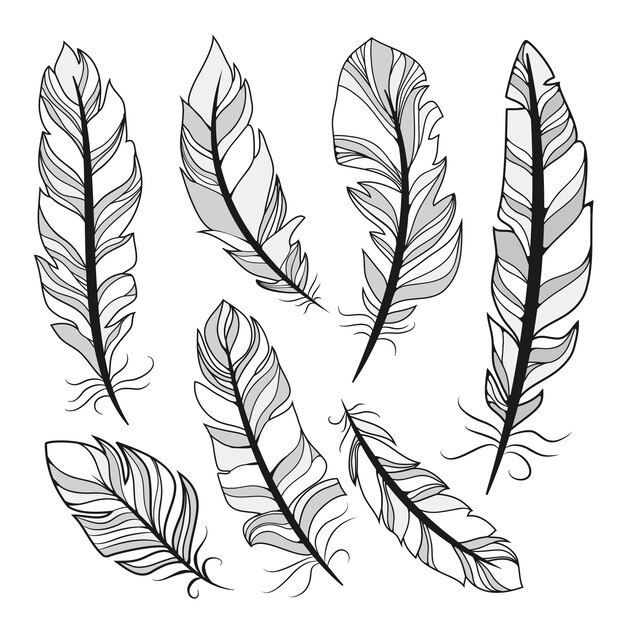 silhouettes feathers  vector illustration