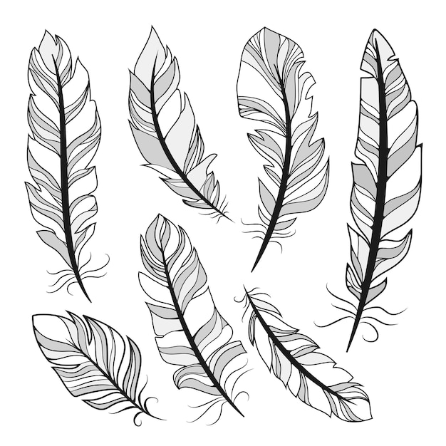 silhouettes feathers  vector illustration