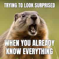 Free vector simple funny groundhog square meme