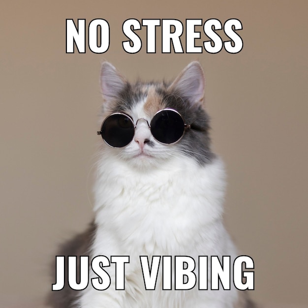 Free vector simple vibing cat square meme