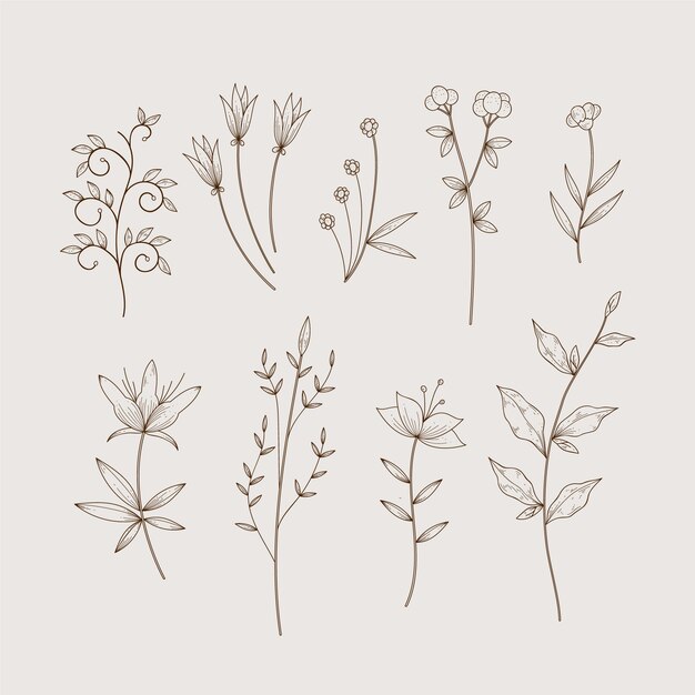 Simplistic botanic herbs and wild flowers in vintage style