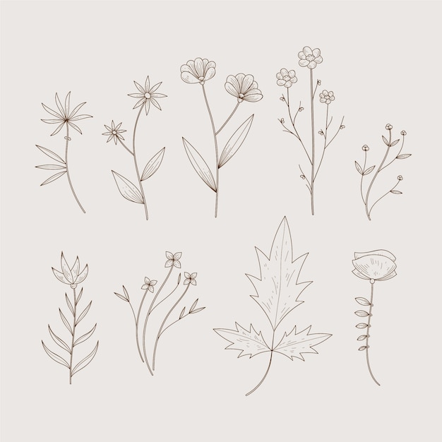 Simplistic botanic herbs and wild flowers