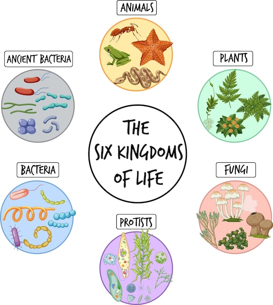 The six kingdoms of life