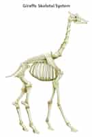Бесплатное векторное изображение Скелетная система жирафа