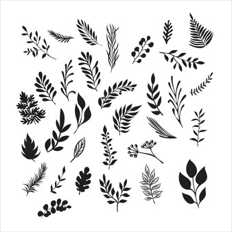 Sketch branch of leaves by hand on an isolated background branch vector sketch