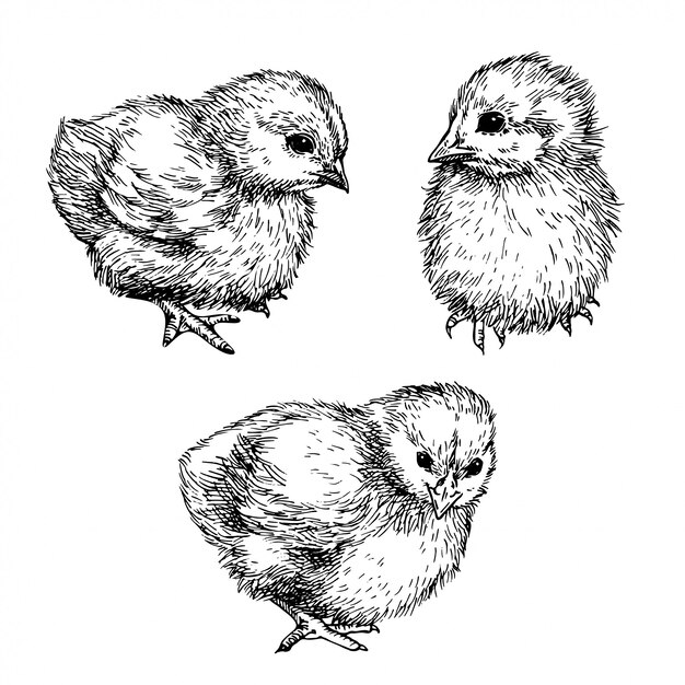 かわいいひよこをスケッチします 小鳥 鶏の手描きイラスト インク描画 プレミアムベクター