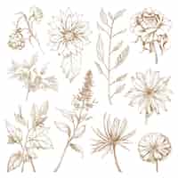 Free vector sketch drawing floral flower botany collection