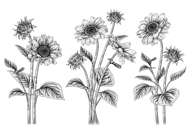 花の装飾セットをスケッチします ひまわりの絵 プレミアムベクター 花の装飾セットをスケッチします ひまわりの絵 プレミアムベクター