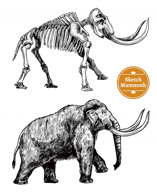 Free vector sketch hand drawn mammoth