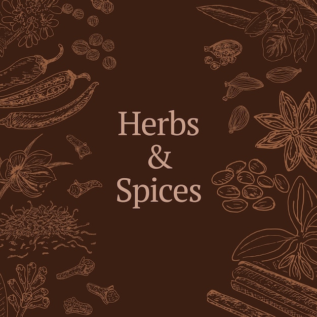 Sketch herbs and spices template with cinnamon coriander cardamom chili pepper saffron star anise poppy cloves