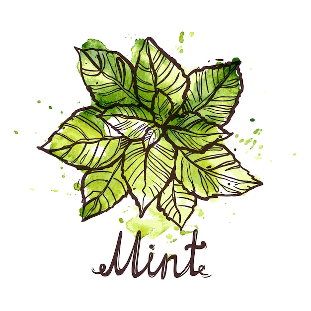 Free vector sketch mint leaf