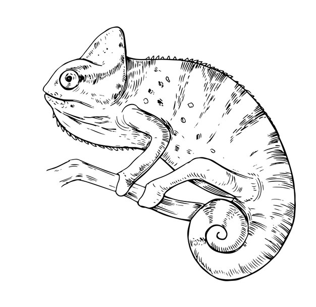 カメレオンのスケッチ 白で隔離手描きイラスト プレミアムベクター