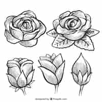 Free vector sketch of roses