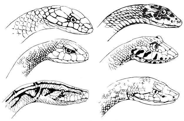 Free Vector sketch of snakes