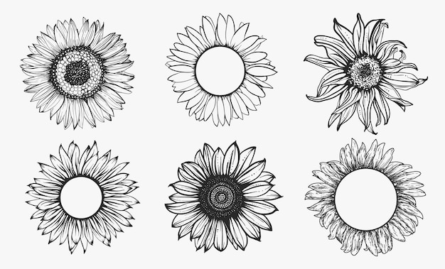 Sketch of sunflower set. hand drawn outline. illustration.