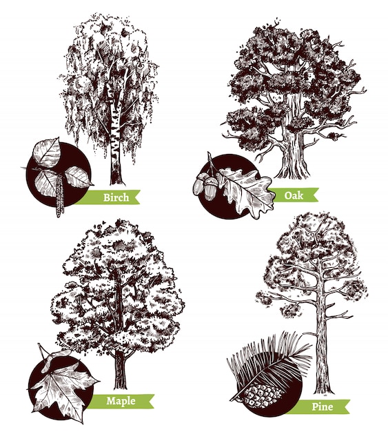 Sketch Tree Leaves Design Concept