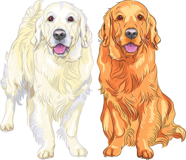 Golden Retriever Images Free Vectors Stock Photos Psd