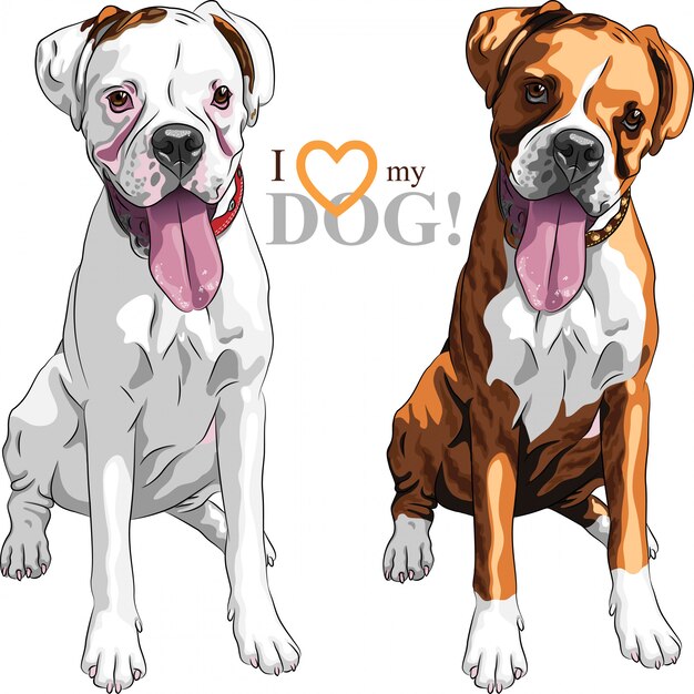 Download Boxer Dog Images Free Vectors Stock Photos Psd