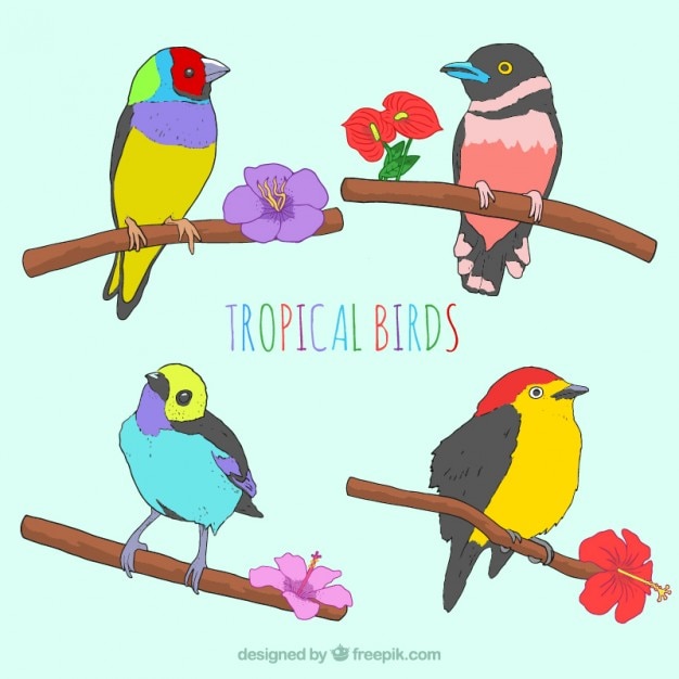 Free Vector sketches colorful tropical birds with flowers