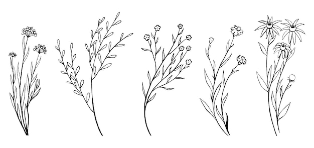 필드 식물, 야생 꽃의 스케치입니다. 빈티지 식물 요소입니다. 흑백 개요 그래픽 흰색 절연입니다. 손으로 그린 벡터 삽화의 컬렉션입니다.