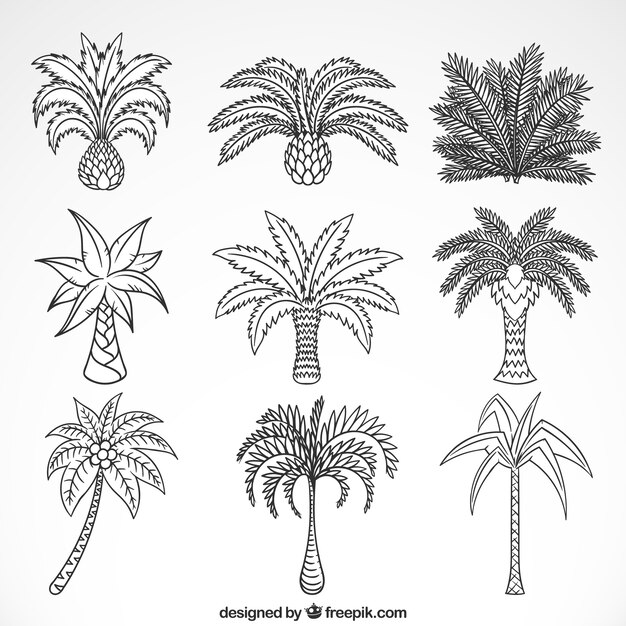 Sketches of palm trees collection 