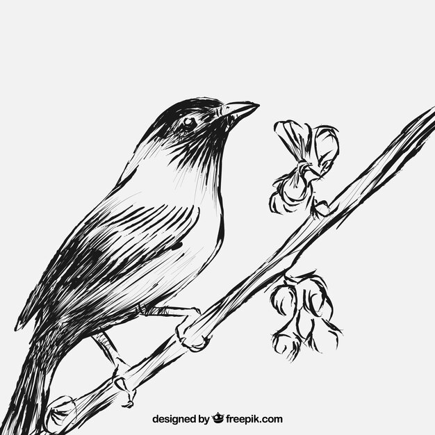 Sketchy bird on branch