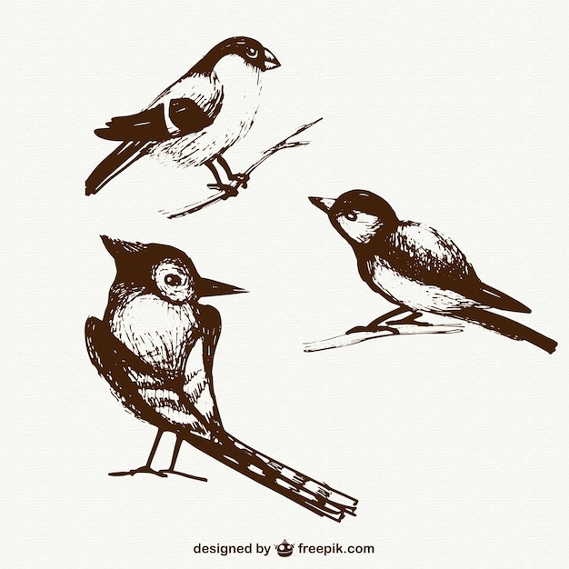 Free vector sketchy birds pack