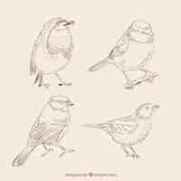 Free vector sketchy birds pack