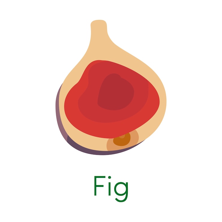 Free Vector sliced exotic fig tropical organic vitamin fruit vector illustration