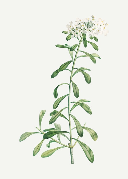 Free vector small white flowers