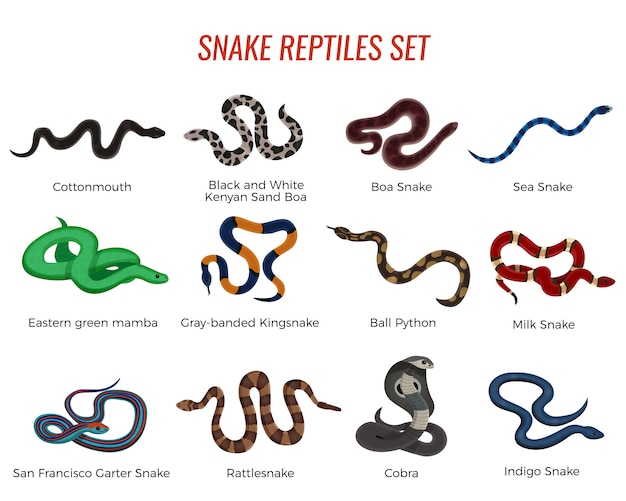 Free vector snakes reptiles set