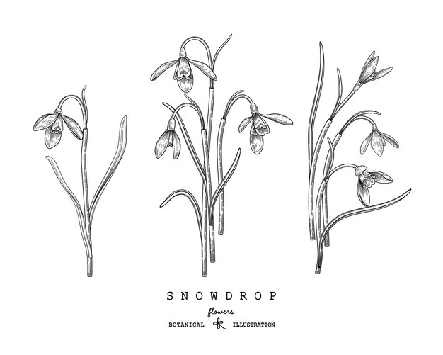 Snowdrop flower drawings.