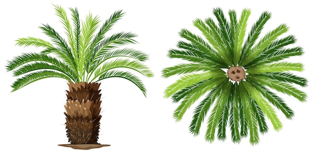 Free vector sogo palm