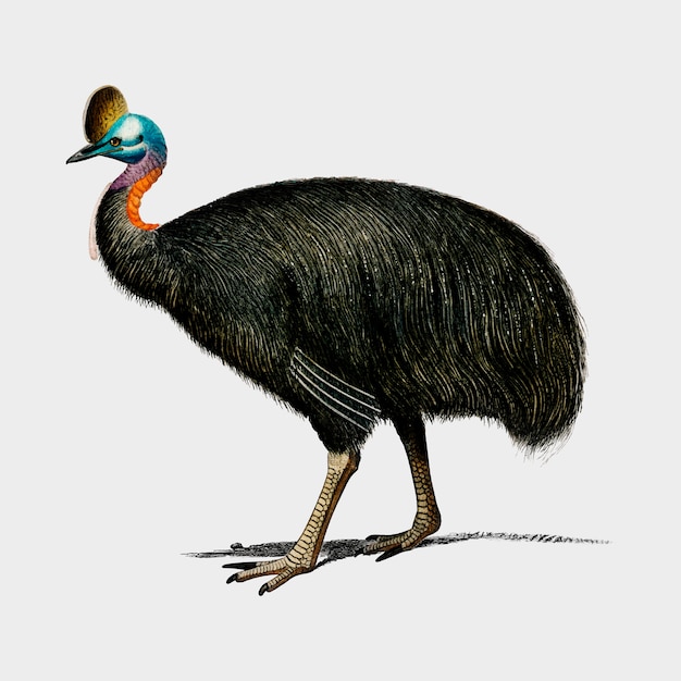 Cassowary meridionale (casoar à casque) illustrato da charles dessalines d'orbigny (1806-1876).