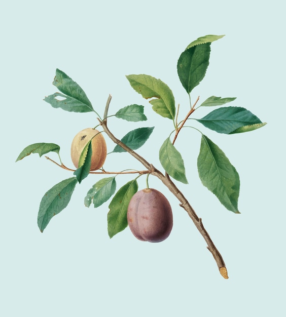 Spanish plums from Pomona Italiana illustration