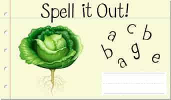 Free vector spell english word cabbage
