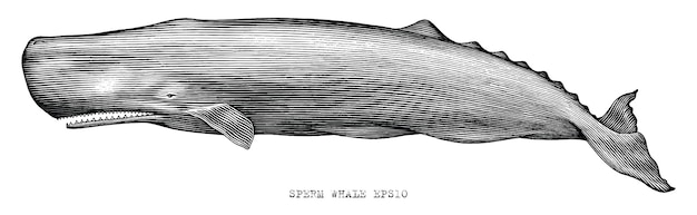 Sperm Whale Hand Draw Illustration Vintage Engraving Style Black And White Clip Art On White