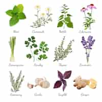 Free vector spices and meadow flowers herbal set