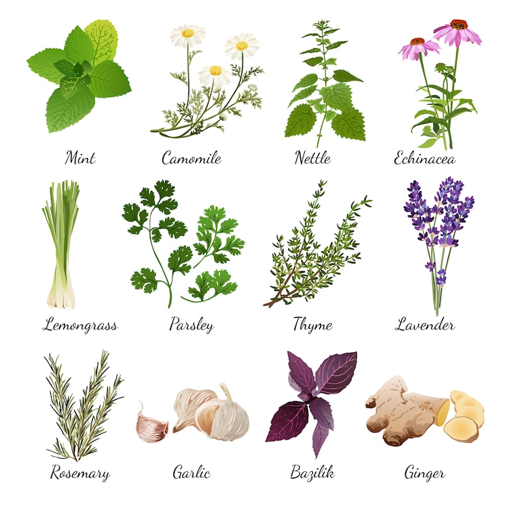 Free Vector spices and meadow flowers herbal set