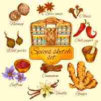 Free vector spices sketch colored