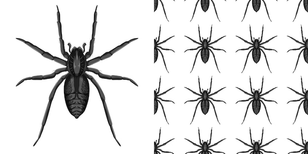 Free vector spider insect isolated and seamless pattern