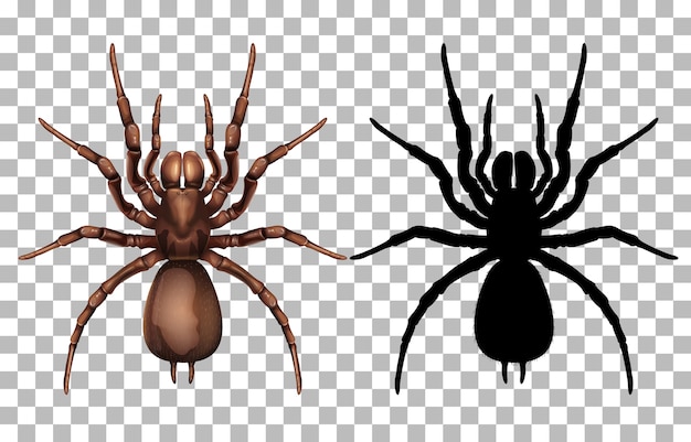 Free vector spider on transparent