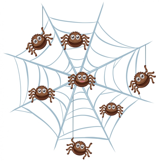 Free vector spider in a web on white